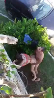 Destacan videos en las redes que tienen sexo al aire libre.